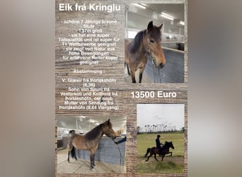 Kuc islandzki, Klacz, 7 lat, Gniada