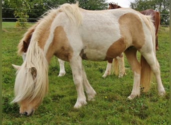 Kuc islandzki, Klacz, 8 lat, 138 cm, Srokata