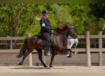 Kuc islandzki, Klacz, 8 lat, 139 cm, Kara