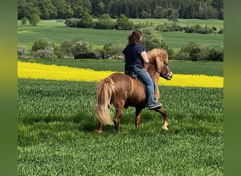 Kuc islandzki, Klacz, 8 lat, 140 cm, Ciemnokasztanowata
