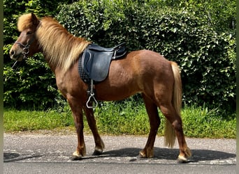 Kuc islandzki, Klacz, 8 lat, 140 cm, Ciemnokasztanowata
