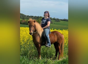 Kuc islandzki, Klacz, 8 lat, 140 cm, Ciemnokasztanowata