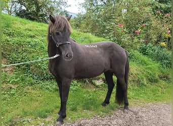Kuc islandzki, Klacz, 8 lat, 140 cm, Kara