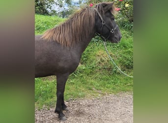 Kuc islandzki, Klacz, 8 lat, 140 cm, Kara