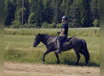 Kuc islandzki, Klacz, 8 lat, 140 cm, Kara