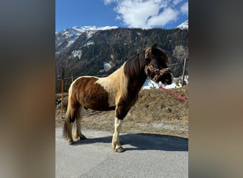 Kuc islandzki, Klacz, 8 lat, 140 cm, Srokata