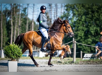 Kuc islandzki, Klacz, 8 lat, 141 cm, Gniada