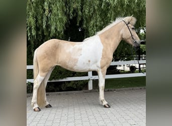 Kuc islandzki, Klacz, 8 lat, 142 cm, Srokata