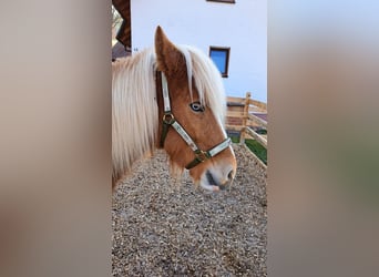 Kuc islandzki, Klacz, 8 lat, 142 cm, Srokata