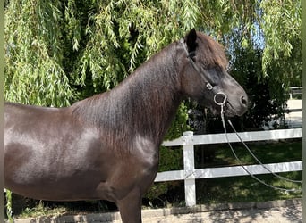 Kuc islandzki, Klacz, 8 lat, 143 cm, Kara