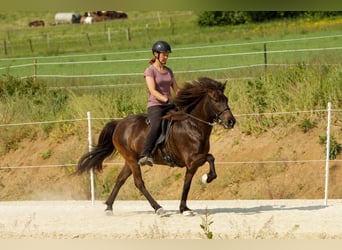 Kuc islandzki, Klacz, 8 lat, Kara
