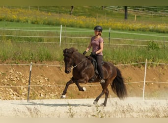 Kuc islandzki, Klacz, 8 lat, Kara