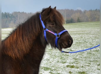 Kuc islandzki, Klacz, 8 lat, Kara