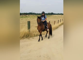 Kuc islandzki, Klacz, 9 lat, 136 cm, Gniada