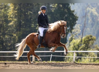 Kuc islandzki, Klacz, 9 lat, 141 cm, Kasztanowata
