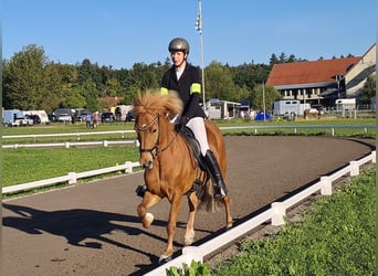 Kuc islandzki, Klacz, 9 lat, 143 cm, Kasztanowata
