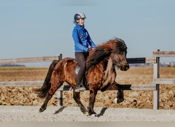 Kuc islandzki, Klacz, 9 lat, 144 cm, Kara