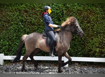Kuc islandzki, Klacz, 9 lat, 150 cm, Grullo