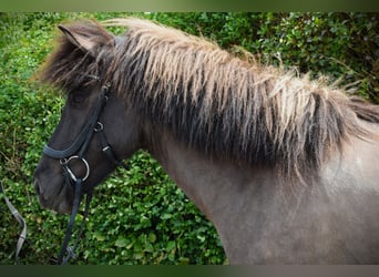 Kuc islandzki, Klacz, 9 lat, 150 cm, Grullo