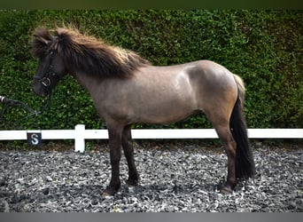 Kuc islandzki, Klacz, 9 lat, 150 cm, Grullo