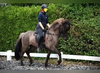 Kuc islandzki, Klacz, 9 lat, 150 cm, Grullo