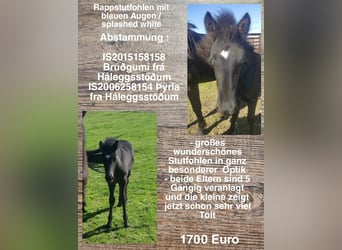 Kuc islandzki, Klacz, Źrebak (01/2023)