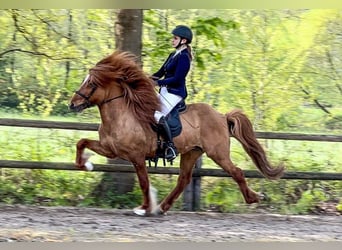 Kuc islandzki, Ogier, 12 lat, 145 cm, Bułana