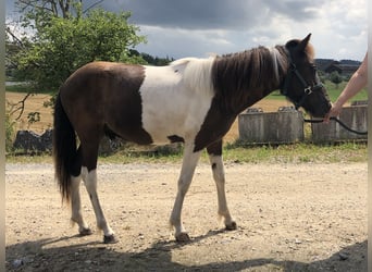 Kuc islandzki, Ogier, 1 Rok, 142 cm, Tobiano wszelkich maści