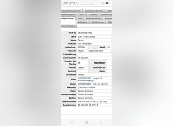 Kuc islandzki, Ogier, 1 Rok, Bułana