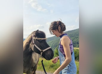 Kuc islandzki, Ogier, 22 lat, 137 cm, Bułana