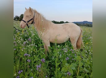 Kuc islandzki, Ogier, 2 lat, 140 cm, Cremello