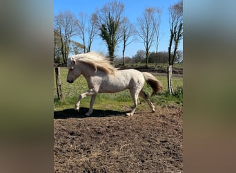 Kuc islandzki, Ogier, 3 lat, 144 cm