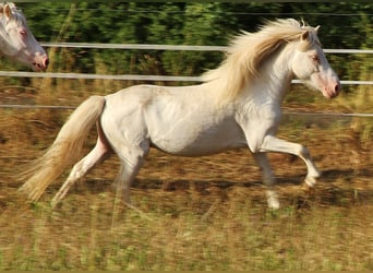 Kuc islandzki, Ogier, 4 lat, 130 cm, Cremello