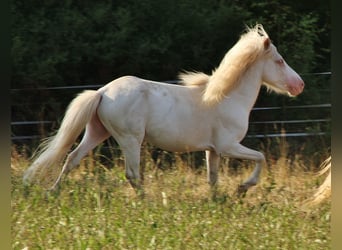 Kuc islandzki, Ogier, 4 lat, 130 cm, Cremello