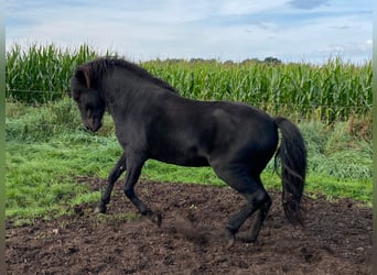 Kuc islandzki, Ogier, 4 lat, 148 cm, Kara