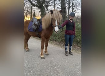 Kuc islandzki, Ogier, 5 lat, 133 cm