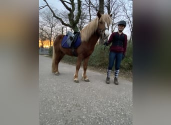 Kuc islandzki, Ogier, 5 lat, 133 cm