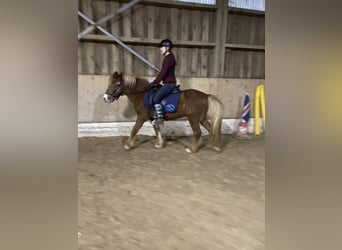 Kuc islandzki, Ogier, 5 lat, 133 cm