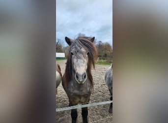 Kuc islandzki, Ogier, 5 lat, 135 cm, Siwa jabłkowita