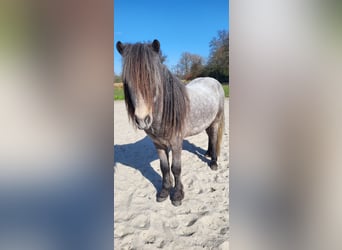 Kuc islandzki, Ogier, 5 lat, 135 cm, Siwa jabłkowita