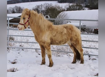 Kuc islandzki, Ogier, 5 lat, 141 cm