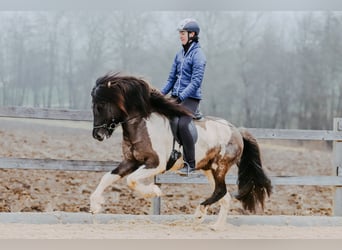 Kuc islandzki, Ogier, 6 lat, 150 cm, Srokata