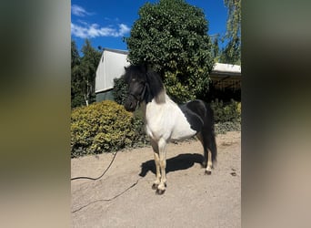 Kuc islandzki, Ogier, 7 lat, 134 cm, Srokata