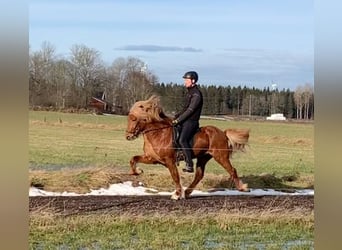Kuc islandzki, Ogier, 8 lat, 142 cm, Cisawa