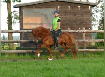 Kuc islandzki, Ogier, 13 lat, 144 cm