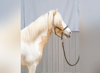 Kuc islandzki, Ogier, 5 lat, 152 cm