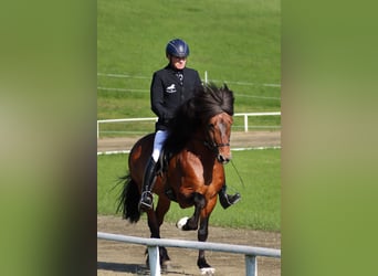 Kuc islandzki, Ogier, 17 lat, 149 cm