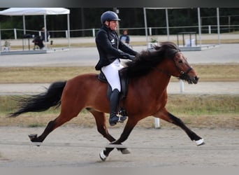 Kuc islandzki, Ogier, 17 lat, 149 cm