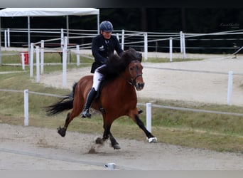 Kuc islandzki, Ogier, 17 lat, 149 cm