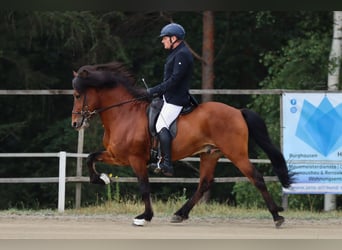Kuc islandzki, Ogier, 17 lat, 149 cm